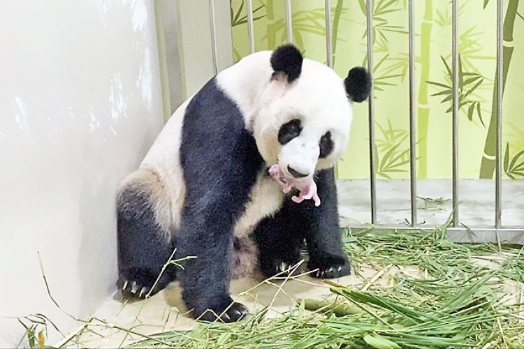 Singapore zoo breeds first panda cub