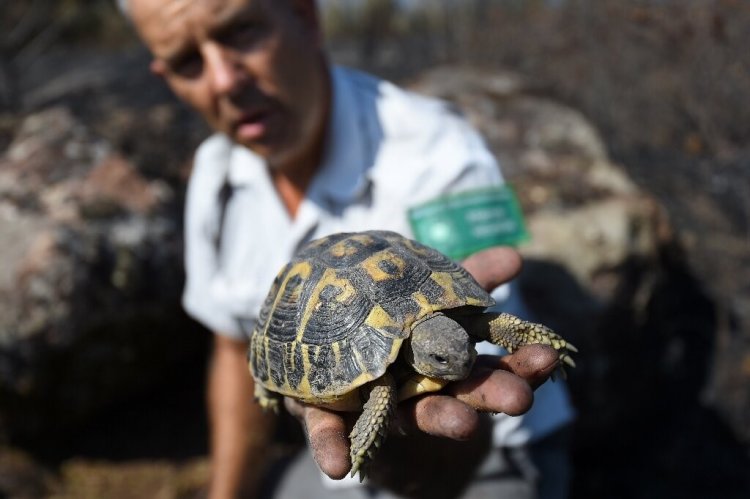French nature reserves on a mission to save tortoises from wildfires
