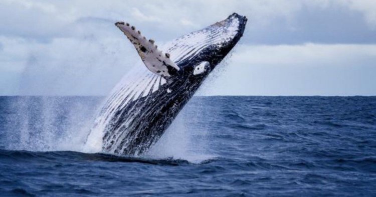 Humpback whales arrive at Colombia to mate