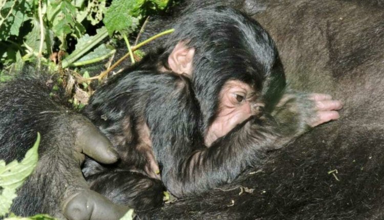 New birth of a mountain gorilla in DR Congo's Virunga park