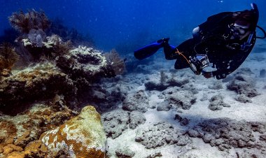 Scientists race to save Florida coral reef from mysterious disease