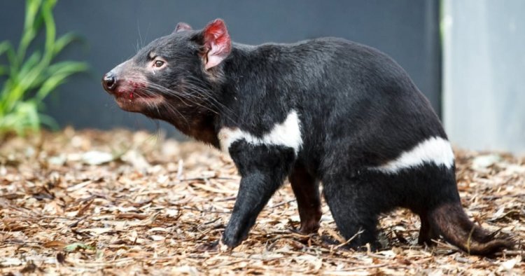 Tasmanian devils find new home and hope at Prague zoo