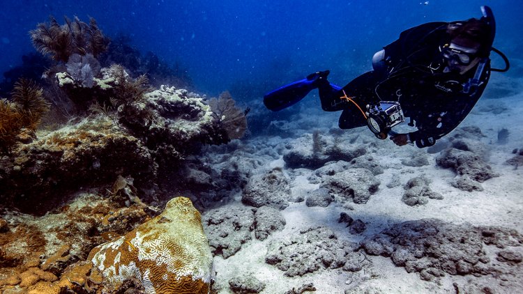 Scientists race to save Florida coral reef from mysterious disease