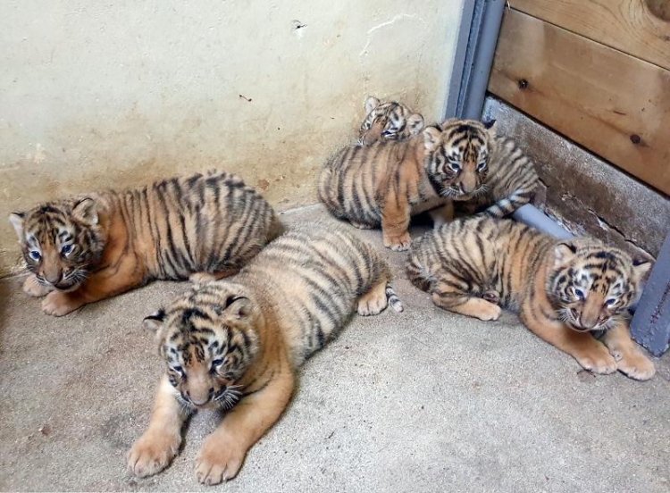 Quintuplet tiger cubs shown to public at South Korean zoo