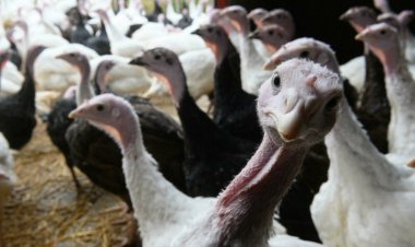 UK's Christmas turkey dinners threatened by worker shortage
