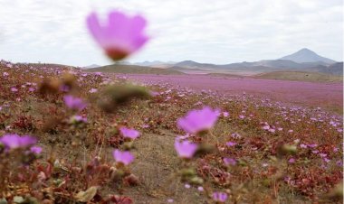 Chile's Atacama desert bloom phenomenon threatened by climate change