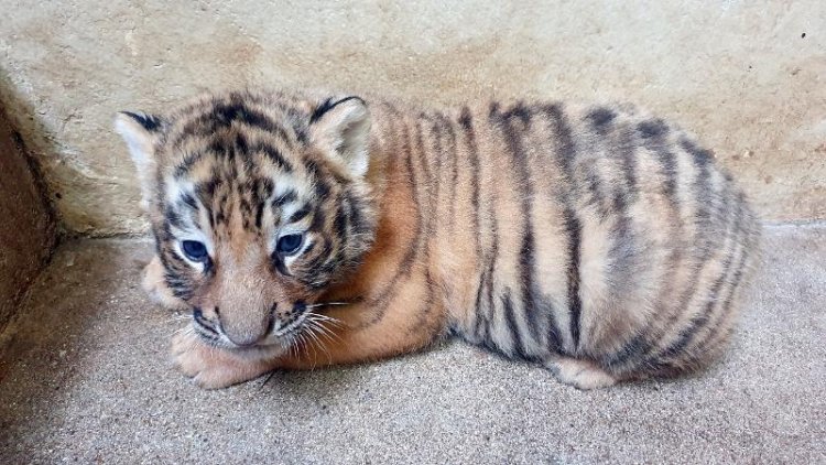 Quintuplet tiger cubs shown to public at South Korean zoo