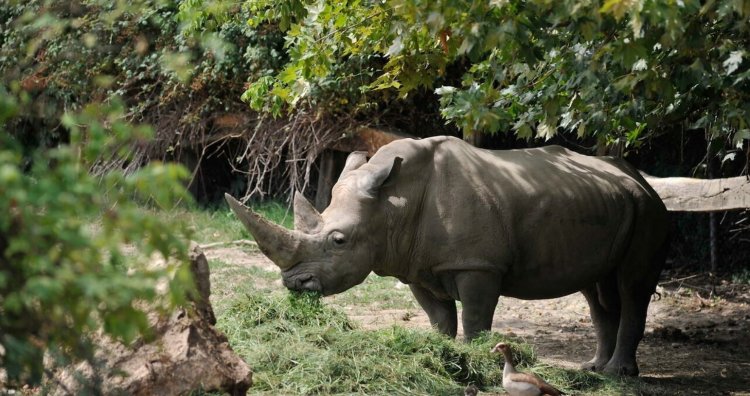 World's oldest white rhino dies in Italian zoo aged 54