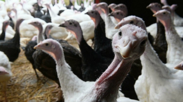 UK's Christmas turkey dinners threatened by worker shortage