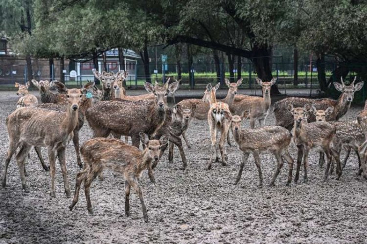 Asian deer comeback marks rare Chinese conservation success