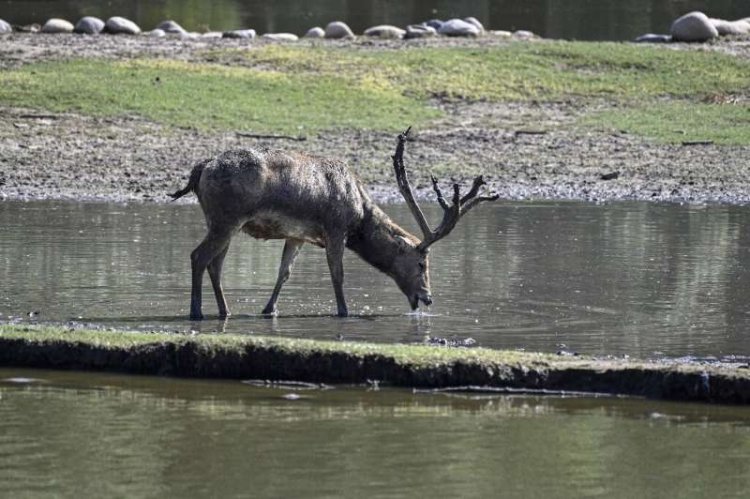 Asian deer comeback marks rare Chinese conservation success