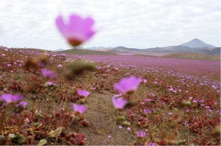 Chile's Atacama desert bloom phenomenon threatened by climate change