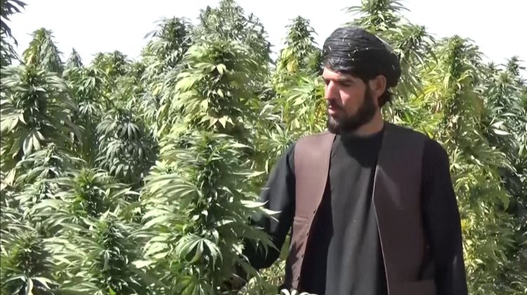 Bumper cannabis crop for Afghan farmers