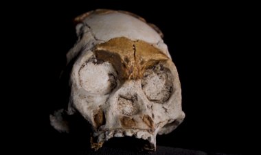 Child fossil find in South Africa sheds light on enigmatic hominids