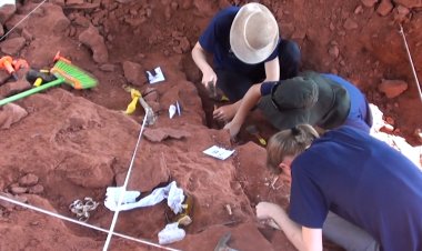 Remains of 'very rare' dinosaur species discovered in Brazil