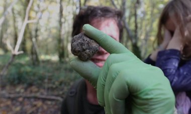 Croatia's truffle hunters seek habitat protection amid climate change