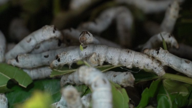 Silkworm cat grub smells like success