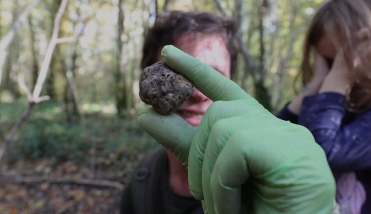 Croatia's truffle hunters seek habitat protection amid climate change
