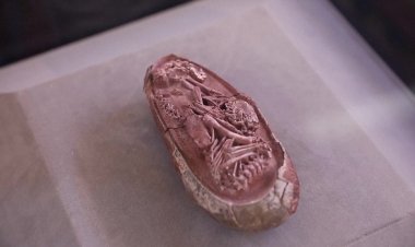 Discovered dinosaur embryos 66 million years ago