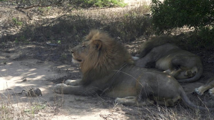 South Africa snips lions to manage species in small reserves