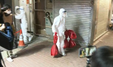 Hong Kong to cull hamsters after Covid found in pets