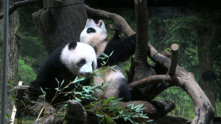 Japan twin pandas make public debut
