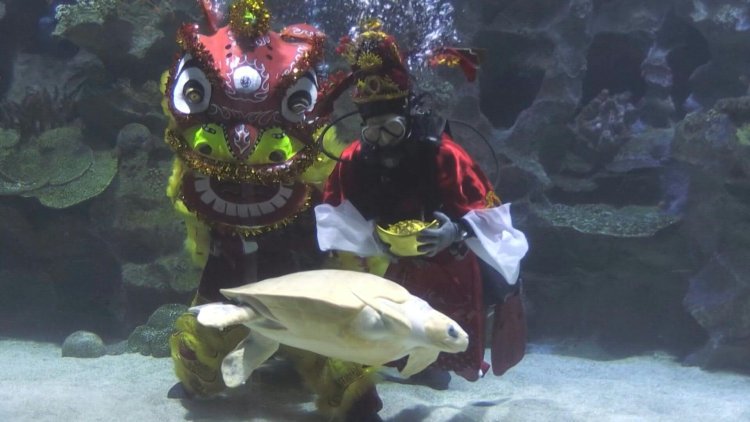 Underwater lion dance at Malaysian aquarium ahead of Lunar New Year
