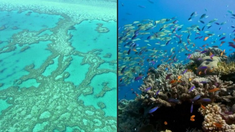 Australia pumps cash into Great Barrier Reef protection