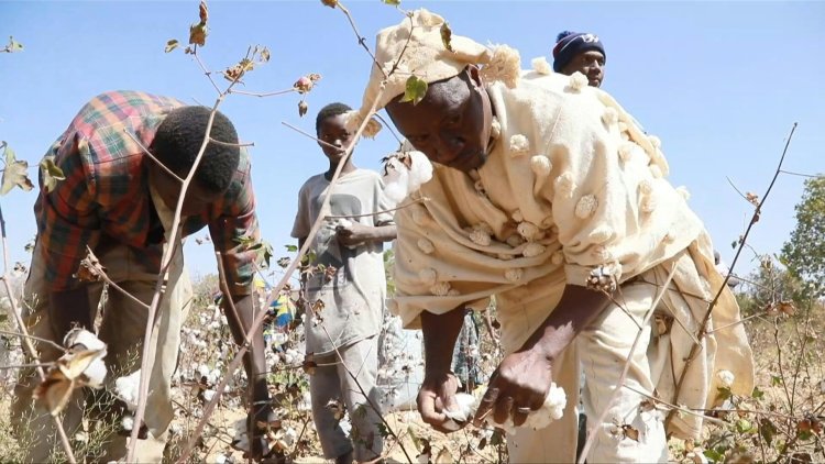 Sanctions put squeeze on Mali's lucrative cotton sector