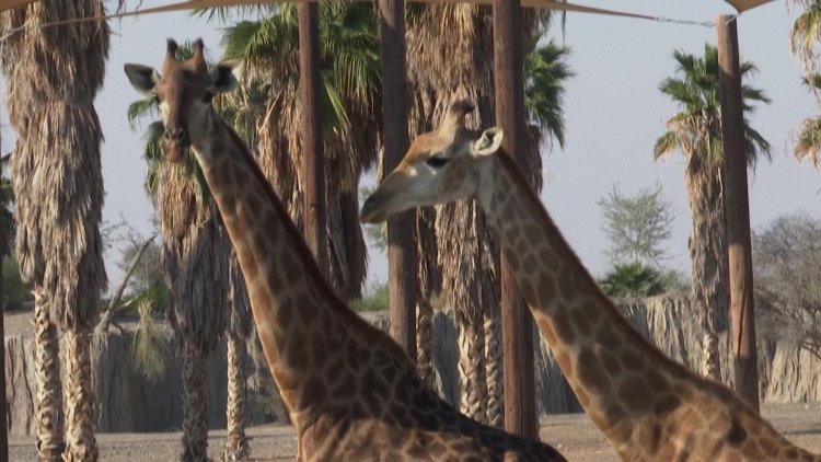 UAE's Sharjah Safari park opens its doors to visitors