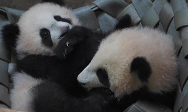 First outdoor outings for the Beauva panda twins