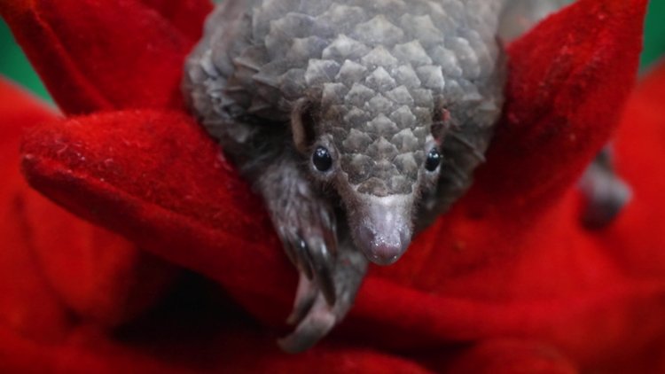 On the front line in Liberia's fight to save the pangolin