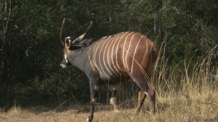 Kenya launches bid to save wild bongos from extinction