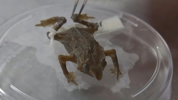 Ecuadoran toad breaks its silence after 100 years