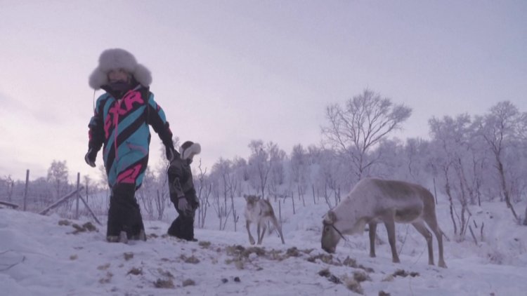 Reindeer herding despite climate fears