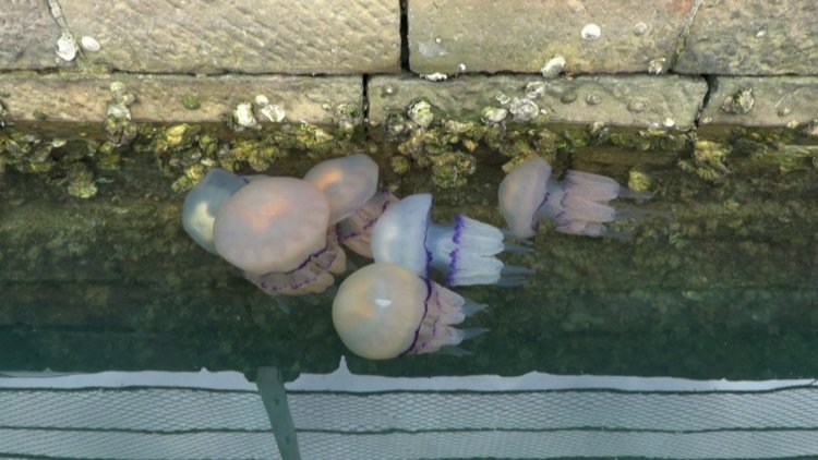 Trieste coast infested with thousands of jellyfish