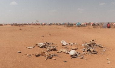 Worst drought in decades devastates Ethiopia's nomads