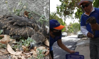 Thirsty birds struggle to survive in scorching Indian heat