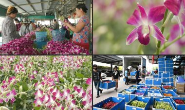 Pandemic and Ukraine war hurts Thai orchid industry