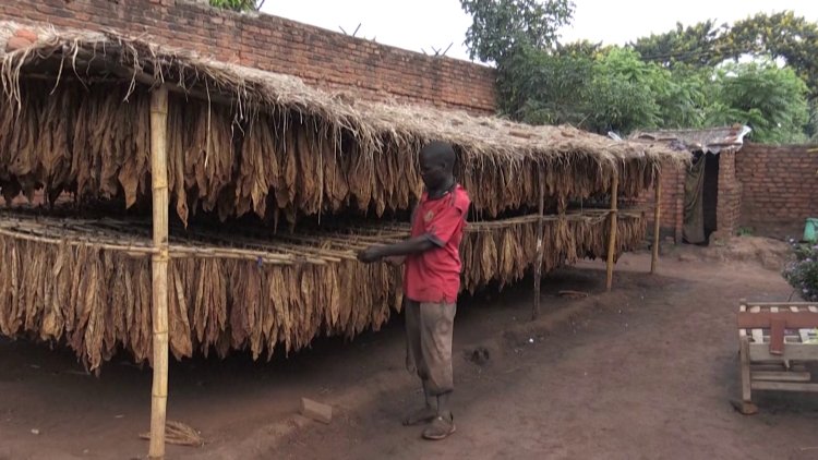 Malawi is a major tobacco producer