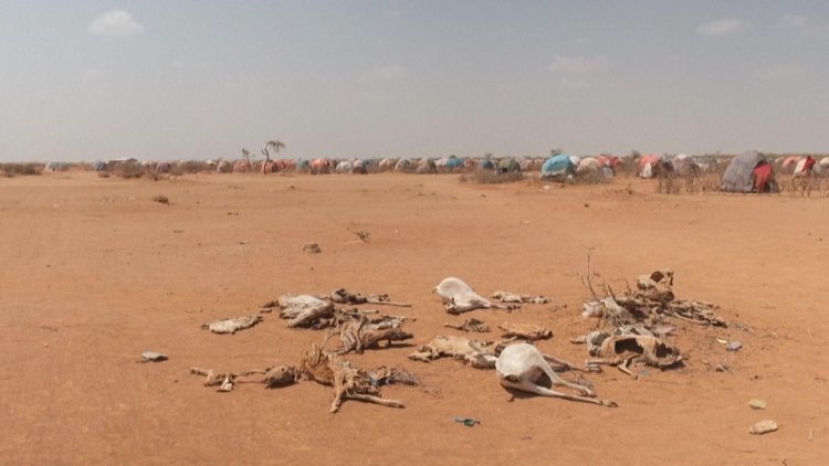 Worst drought in decades devastates Ethiopia's nomads