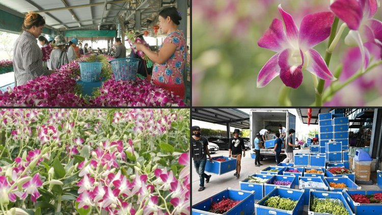 Pandemic and Ukraine war hurts Thai orchid industry
