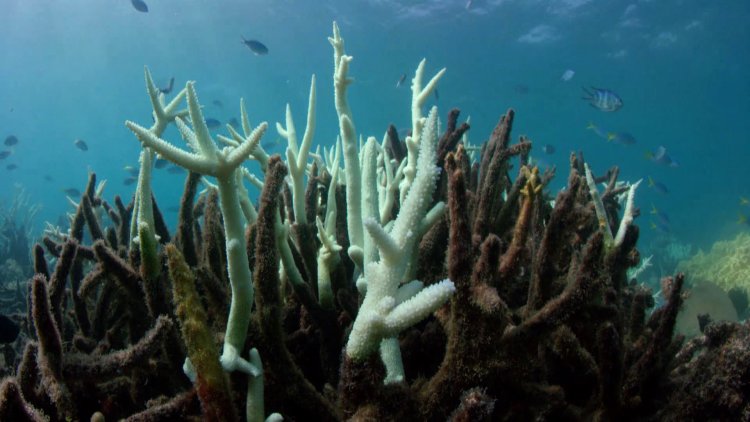 Australia sees second year of Barrier Reef bleaching