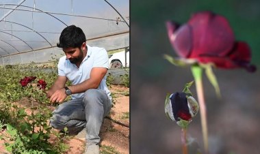 Turkey black rose producers chase sweet smell of success