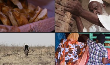 Sudan wheat harvest waits to rot as hunger crisis looms