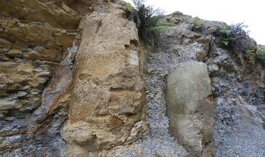 290 million-year-old forest is discovered in Brazil