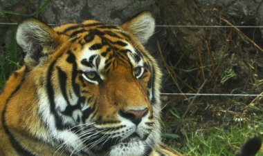 Mexico: Frida and the new life of big cats that had been turned into pets