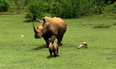 Ale, the new baby white rhino at Cuba's national zoo