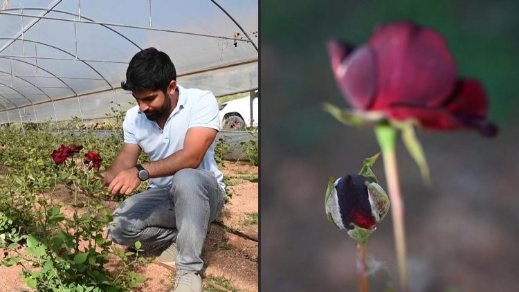 Turkey black rose producers chase sweet smell of success