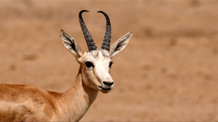 In a parched land, Iraqi gazelles dying of hunger